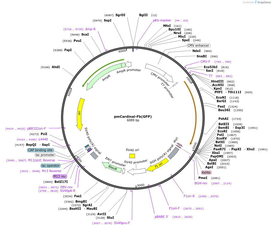 249302-plasmid-map-sequence-id-498793