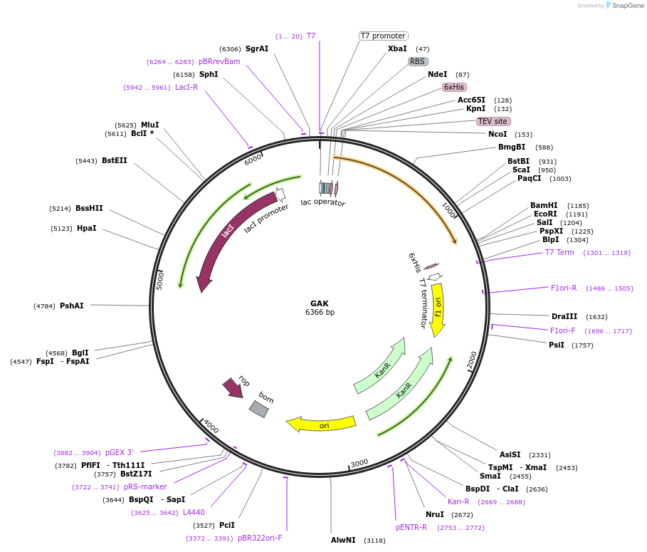 39042-plasmid-map-sequence-id-498795