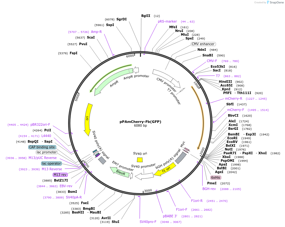 249303-plasmid-map-sequence-id-498804