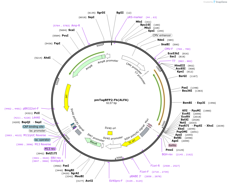 249308-plasmid-map-sequence-id-498805