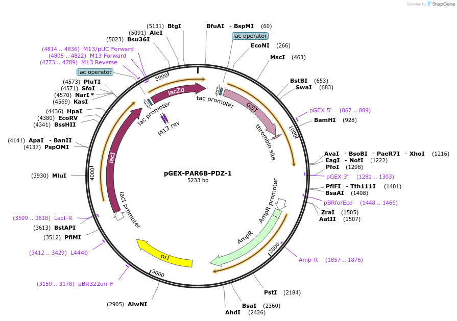 250124-plasmid-map-sequence-id-498829