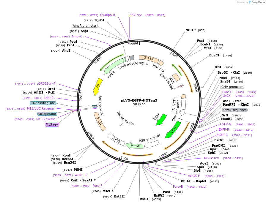 225677-plasmid-map-sequence-id-498832