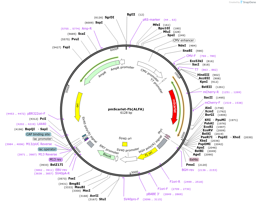 249312-plasmid-map-sequence-id-498834