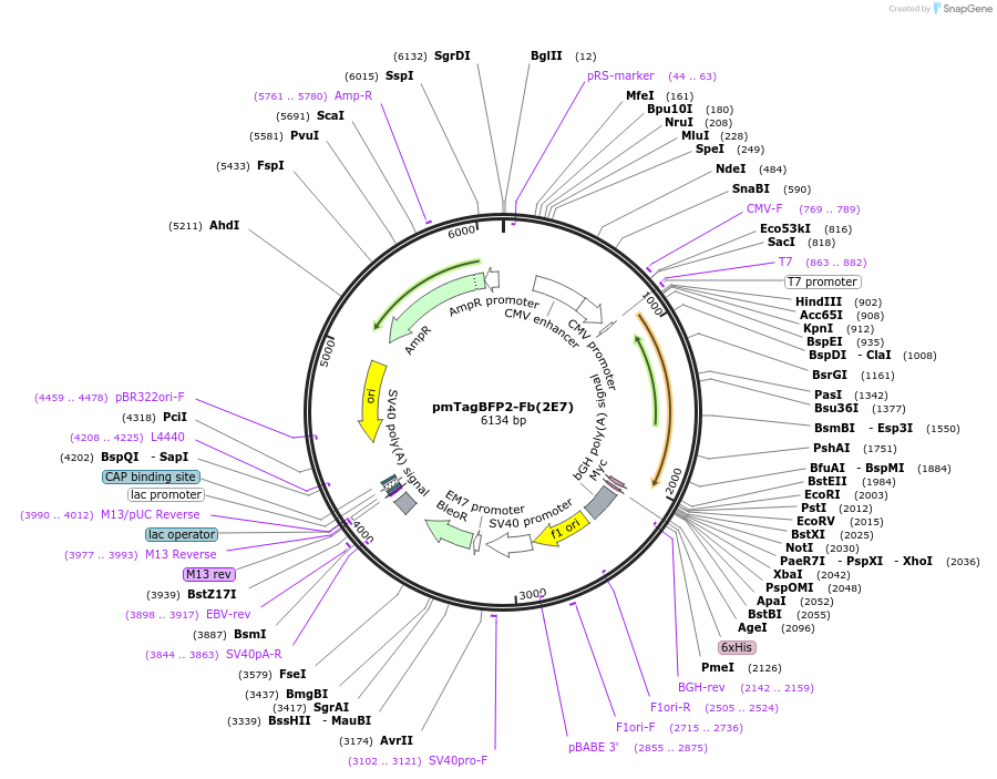 249307-plasmid-map-sequence-id-498835