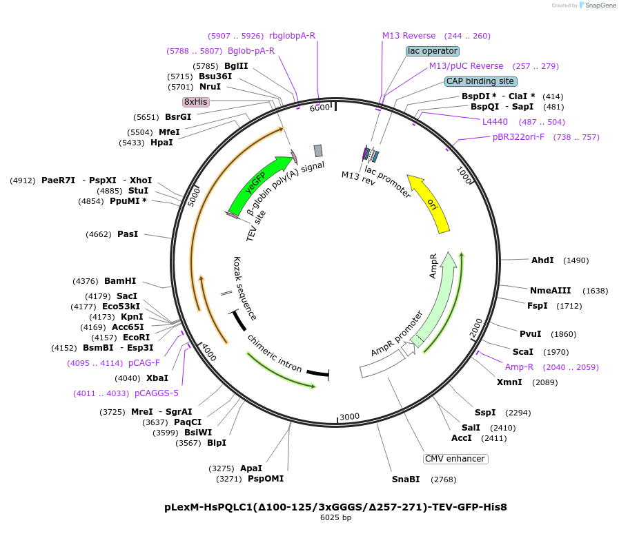 250429-plasmid-map-sequence-id-498850