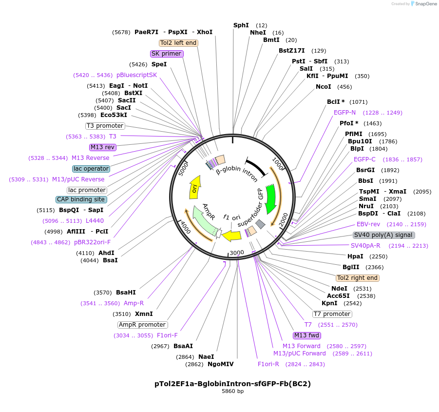 249319-plasmid-map-sequence-id-498851