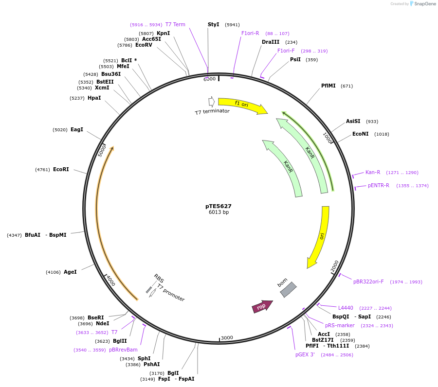 250516-plasmid-map-sequence-id-498862