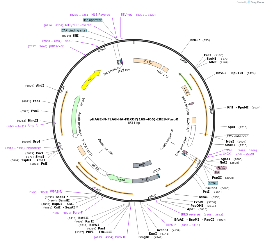 251189-plasmid-map-sequence-id-498864