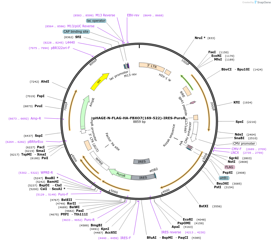 251188-plasmid-map-sequence-id-498866