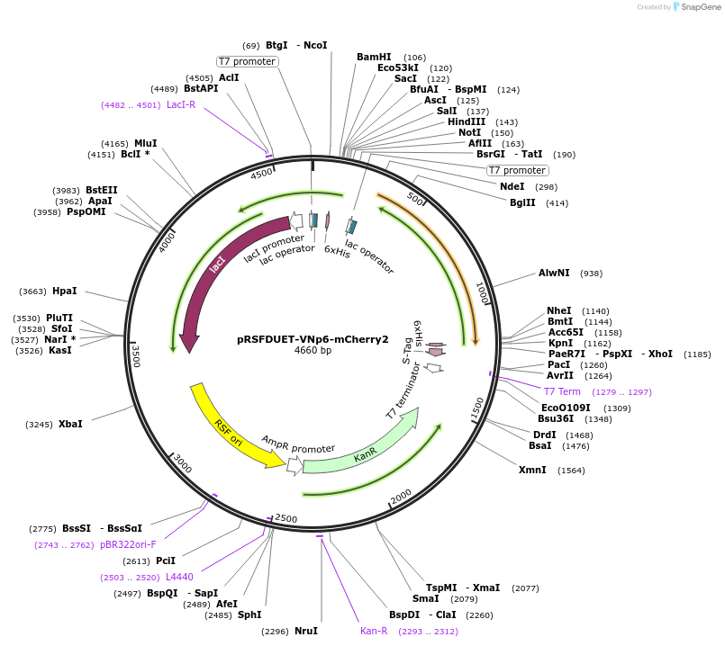 245924-plasmid-map-sequence-id-498877