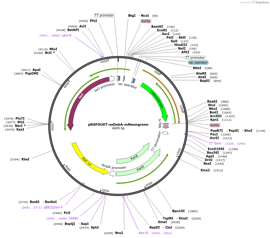 245932-plasmid-map-sequence-id-498878