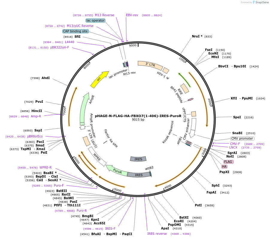 251178-plasmid-map-sequence-id-498880
