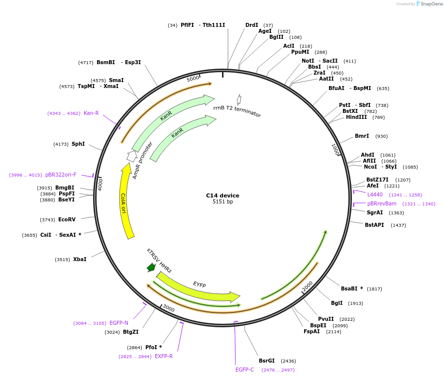 251149-plasmid-map-sequence-id-498884