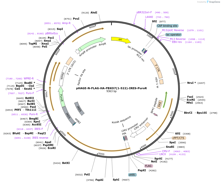 251177-plasmid-map-sequence-id-498889