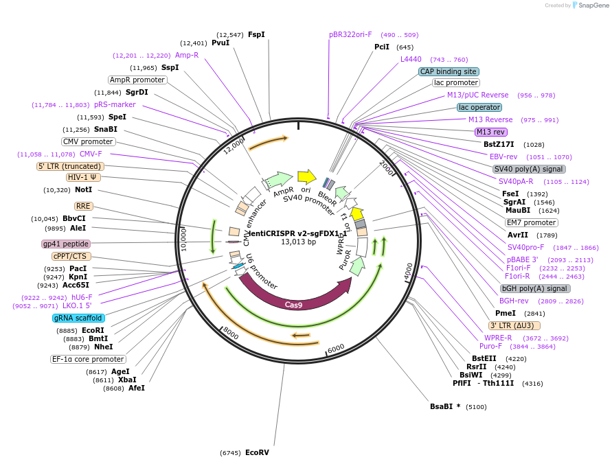 251679-plasmid-map-sequence-id-498904
