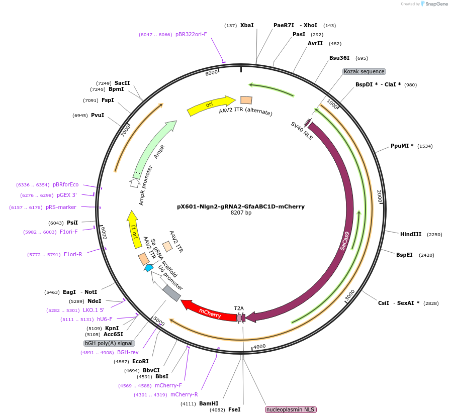 250933-plasmid-map-sequence-id-498906