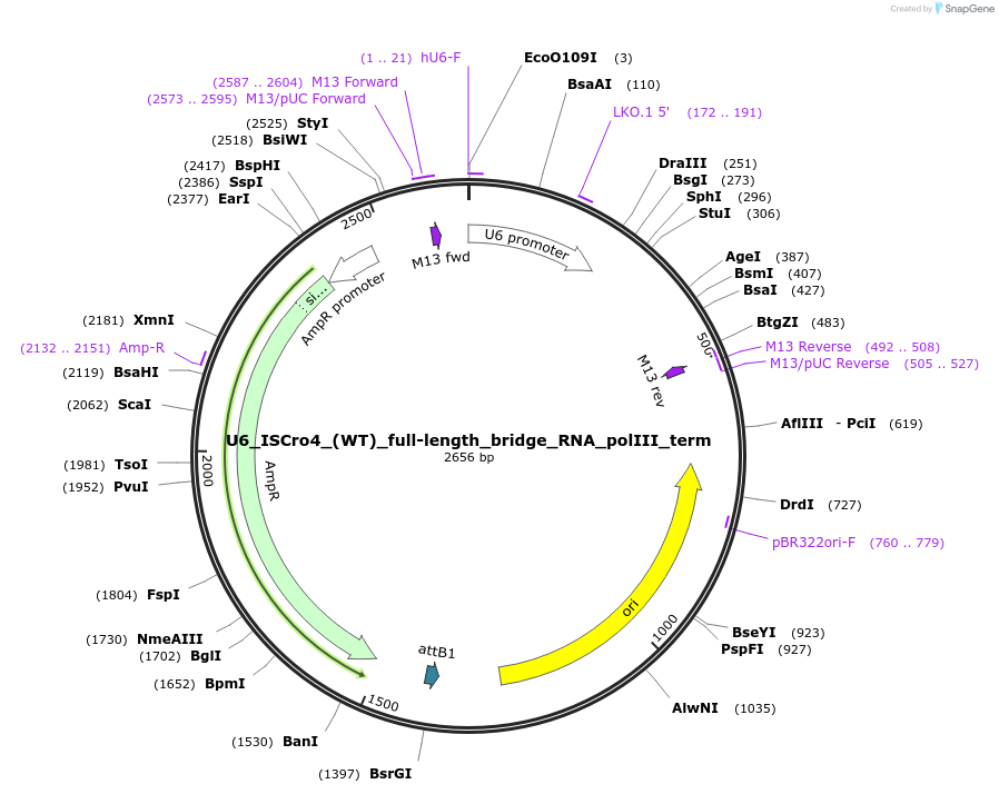 251495-plasmid-map-sequence-id-498908