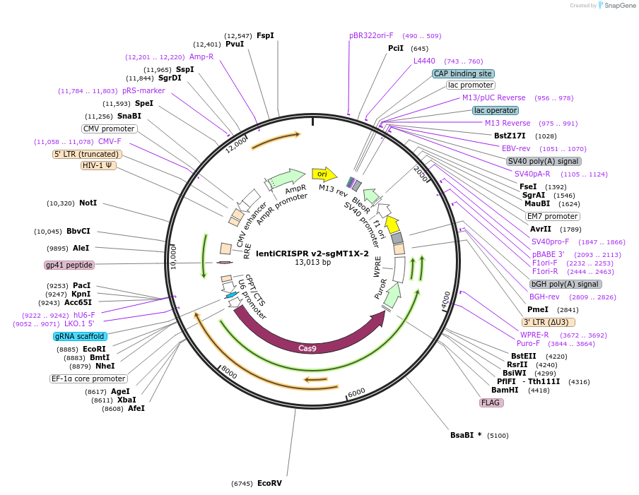 251693-plasmid-map-sequence-id-498910