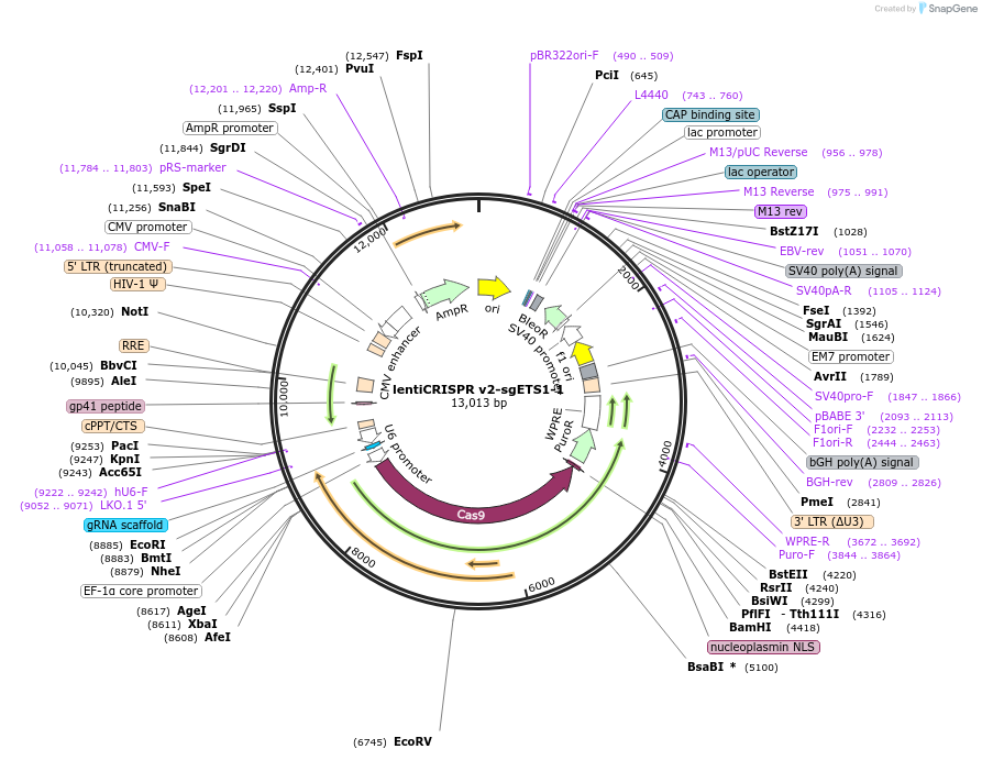 251685-plasmid-map-sequence-id-498912