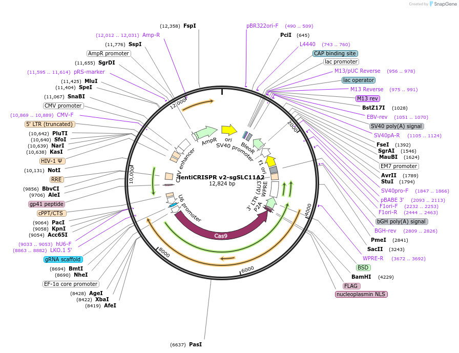 251684-plasmid-map-sequence-id-498918