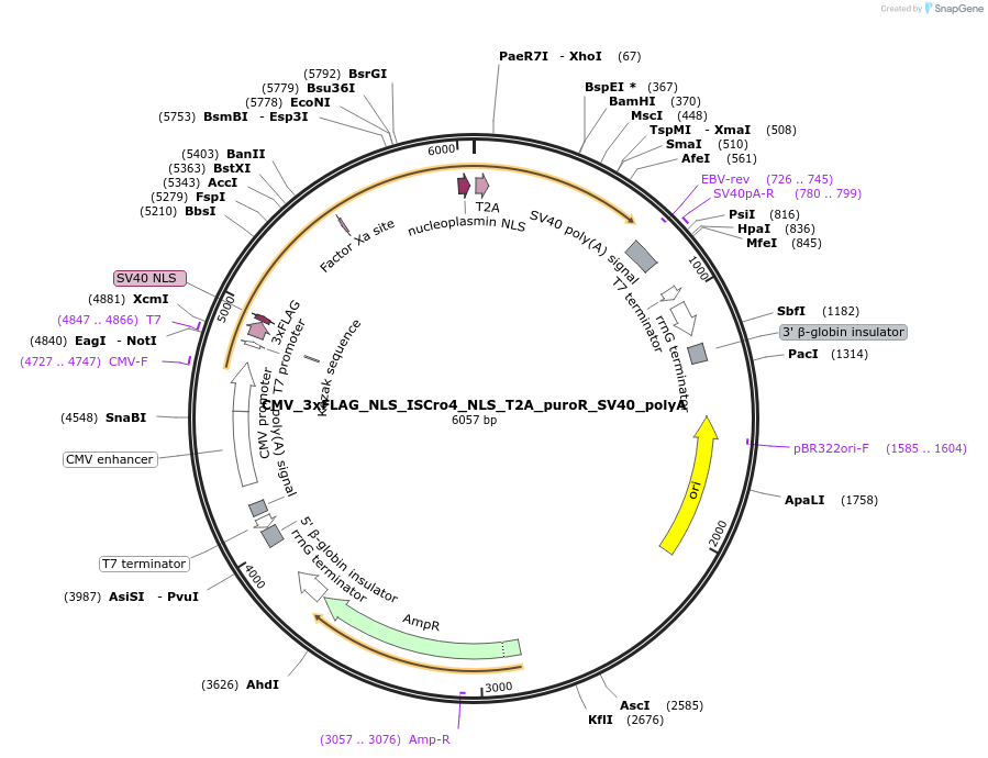 251494-plasmid-map-sequence-id-498949