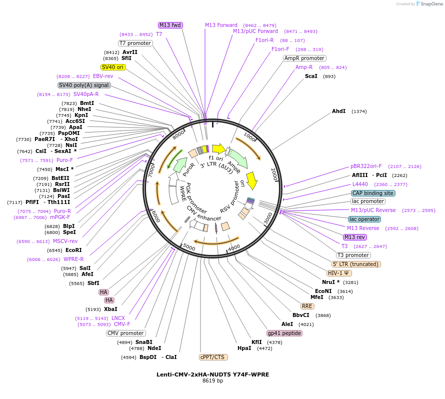 250380-plasmid-map-sequence-id-498951
