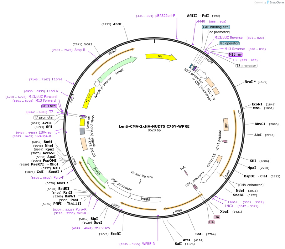 250379-plasmid-map-sequence-id-498963