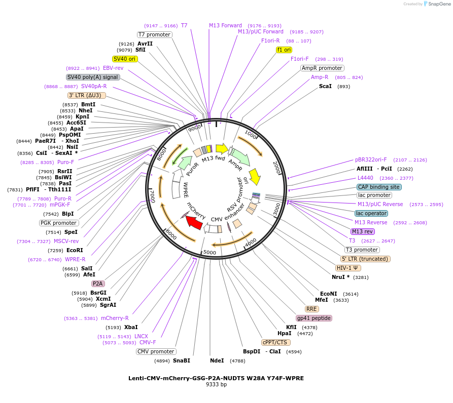 250399-plasmid-map-sequence-id-498964