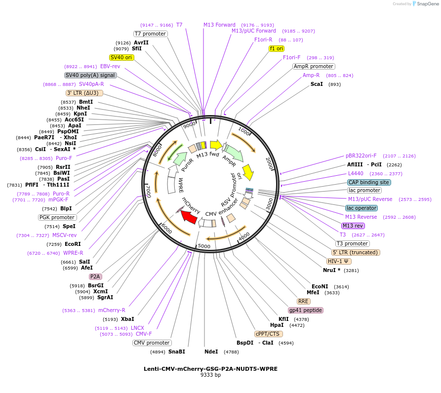 250386-plasmid-map-sequence-id-498965