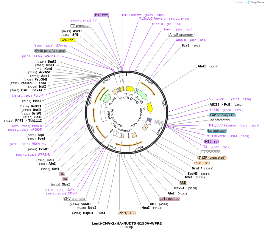 250381-plasmid-map-sequence-id-498968