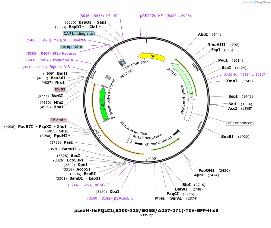 250427-plasmid-map-sequence-id-498990