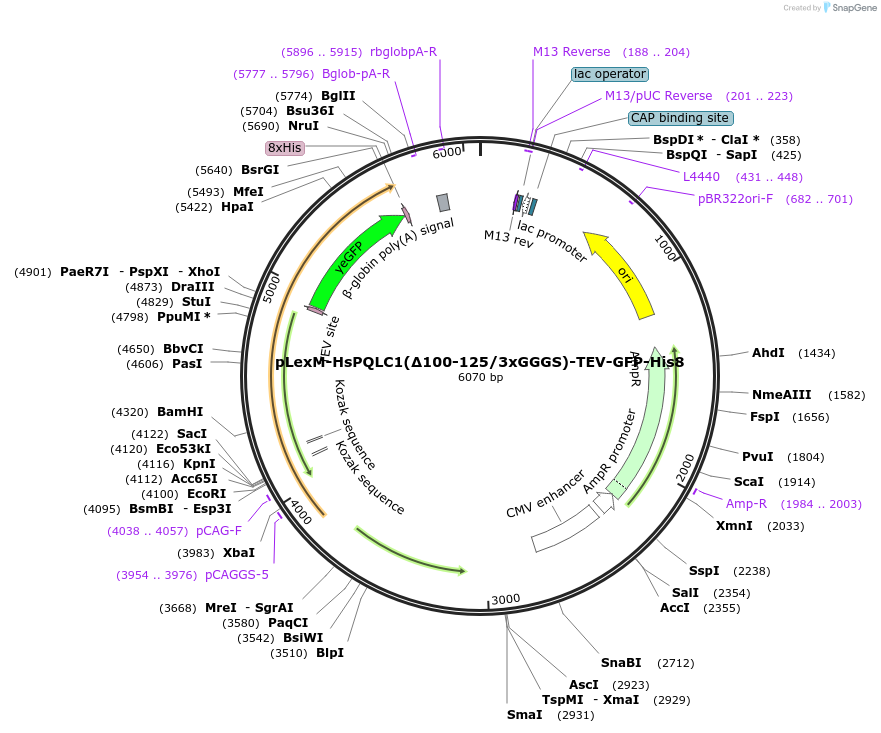 250428-plasmid-map-sequence-id-498991