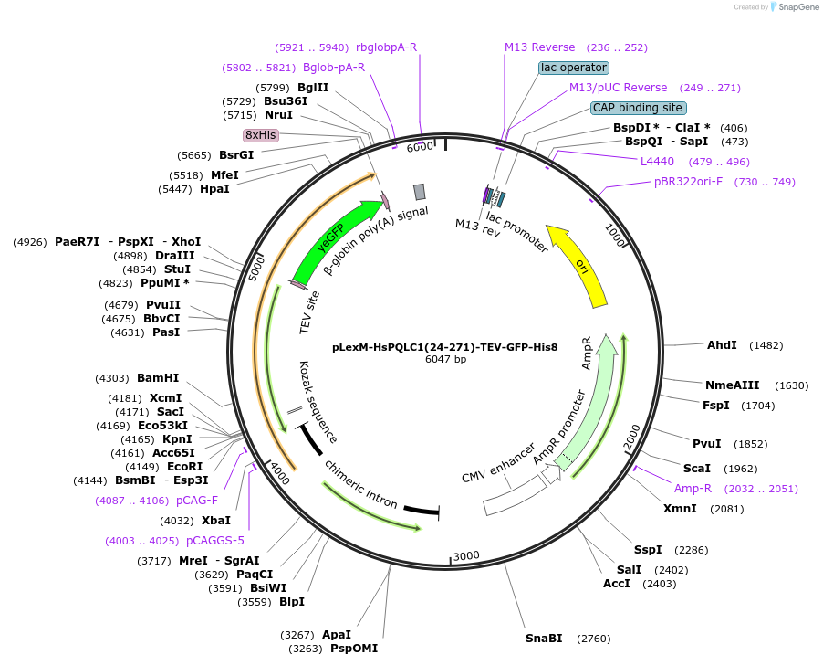 250421-plasmid-map-sequence-id-498996