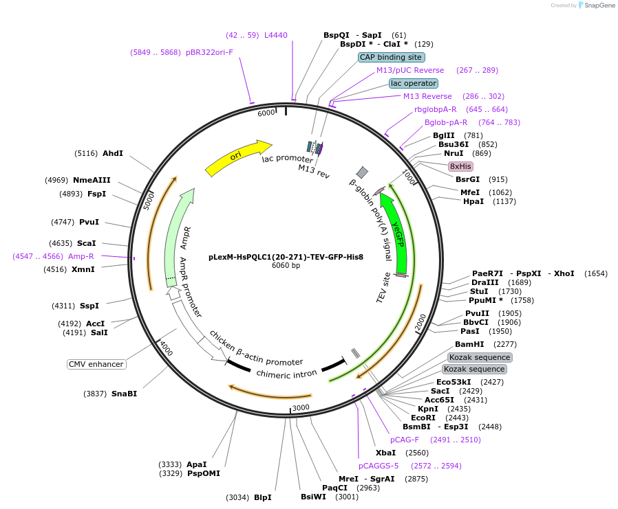 250420-plasmid-map-sequence-id-499015