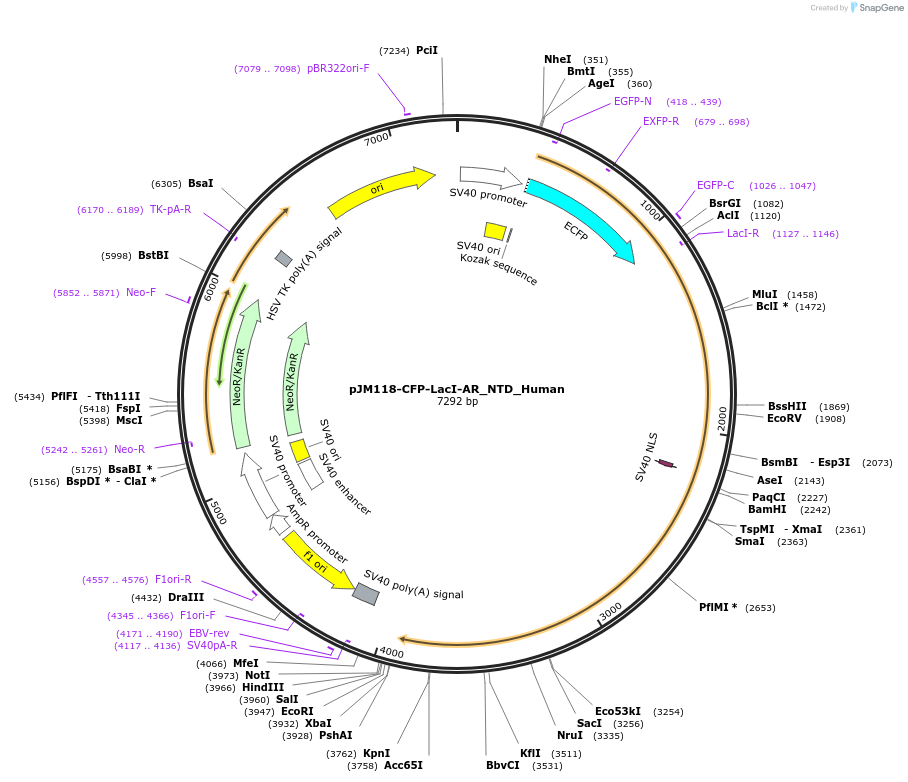 249248-plasmid-map-sequence-id-499016