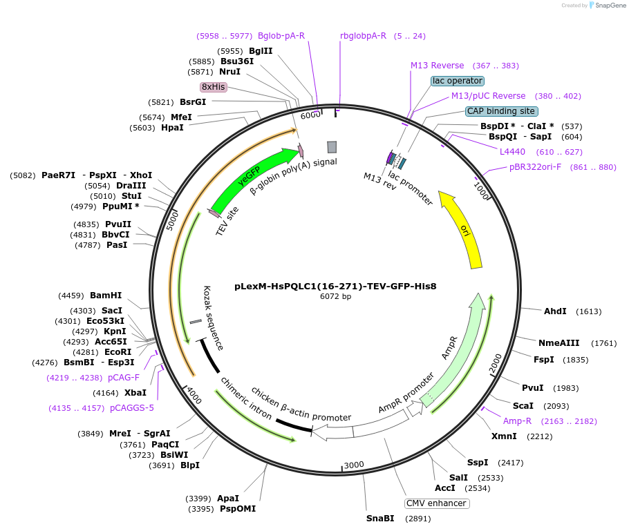 250419-plasmid-map-sequence-id-499018