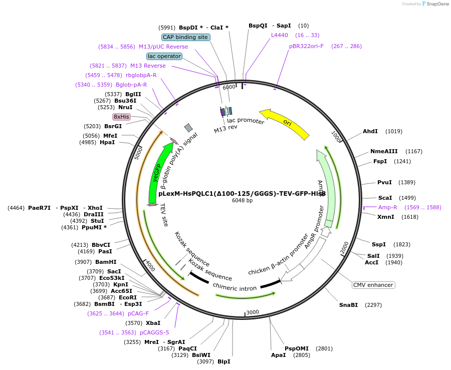 250426-plasmid-map-sequence-id-499020