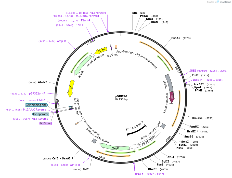 248963-plasmid-map-sequence-id-499031