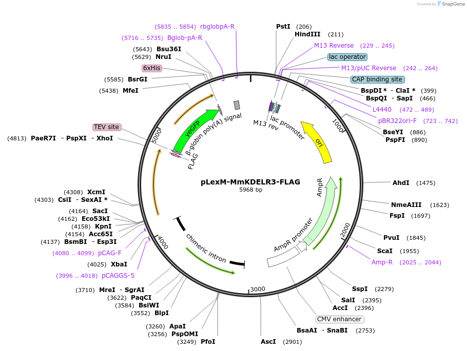 250430-plasmid-map-sequence-id-499045