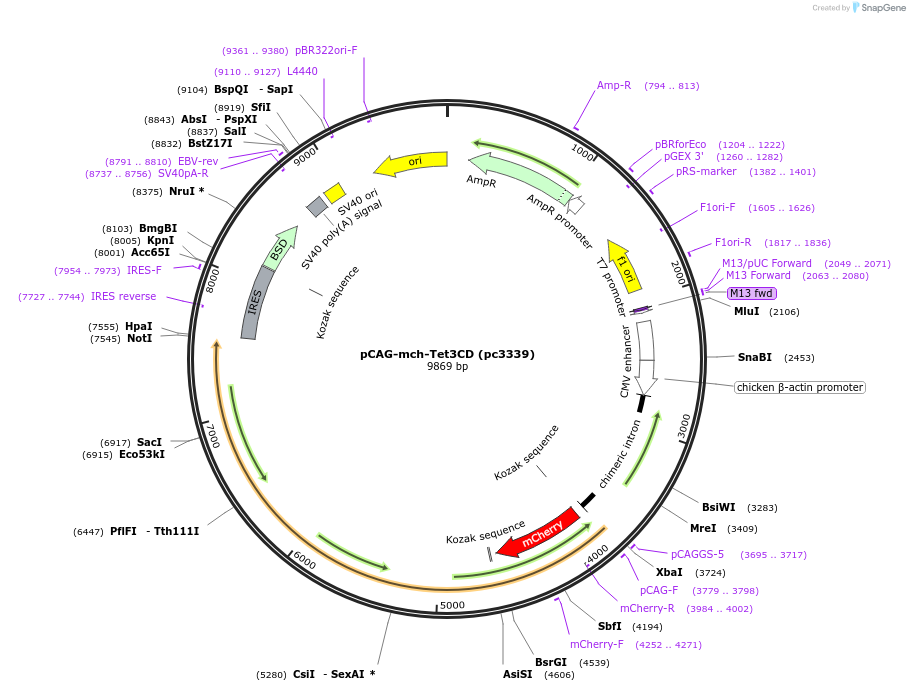 499056_map