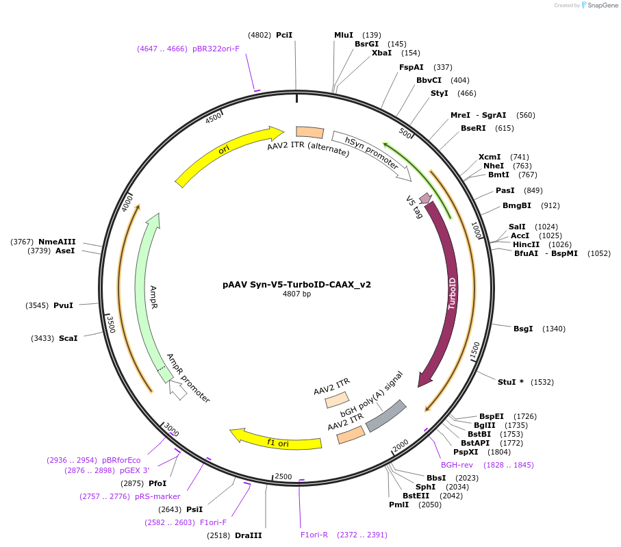 250176-plasmid-map-sequence-id-499068