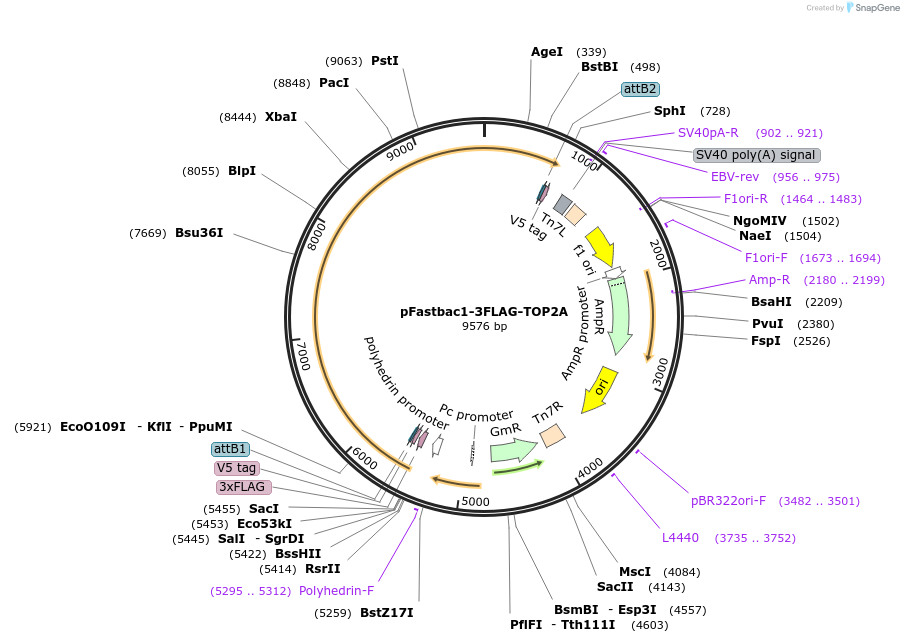 247921-plasmid-map-sequence-id-499073