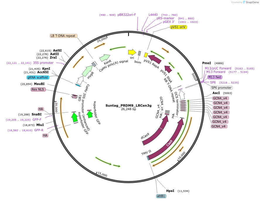 249570-plasmid-map-sequence-id-499111