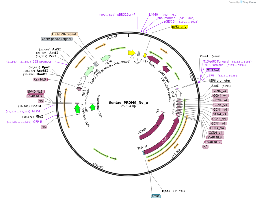 249561-plasmid-map-sequence-id-499112