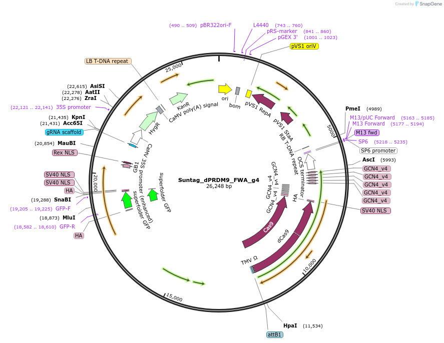 249562-plasmid-map-sequence-id-499113