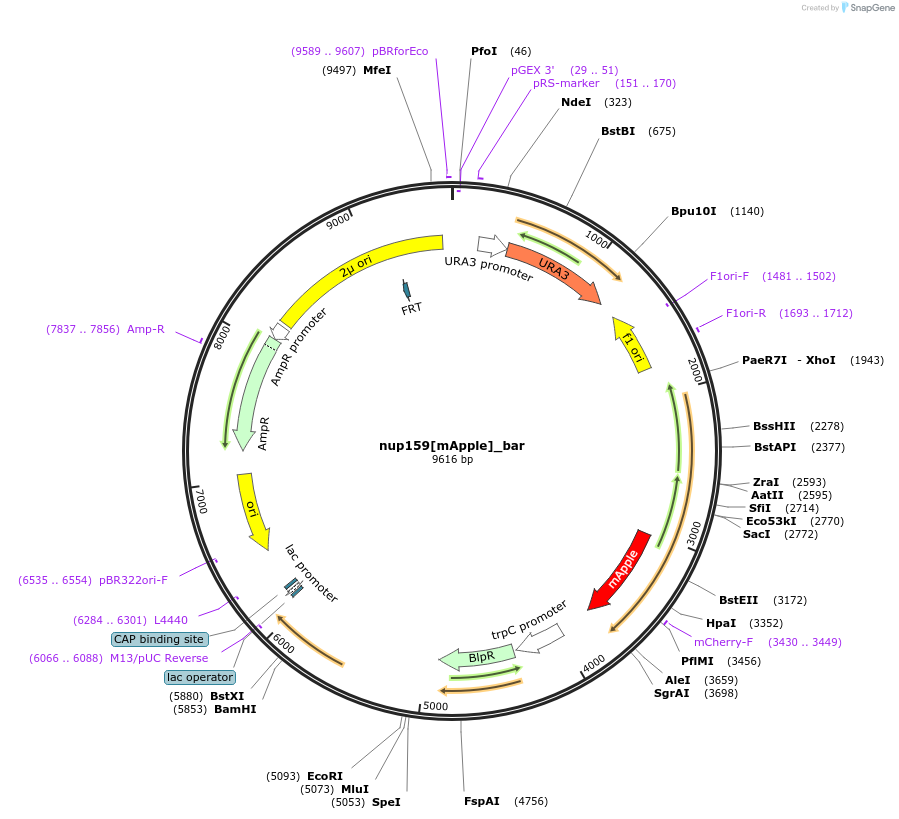 251400-plasmid-map-sequence-id-499114