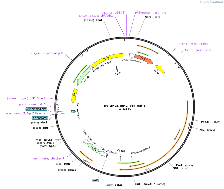 251399-plasmid-map-sequence-id-499116