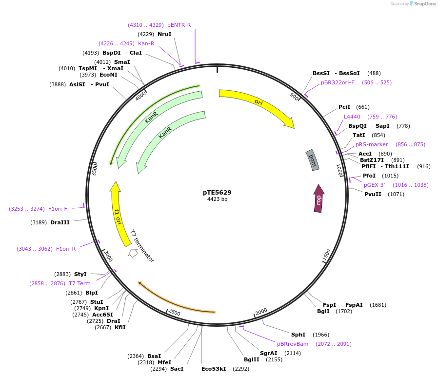 250517-plasmid-map-sequence-id-499121