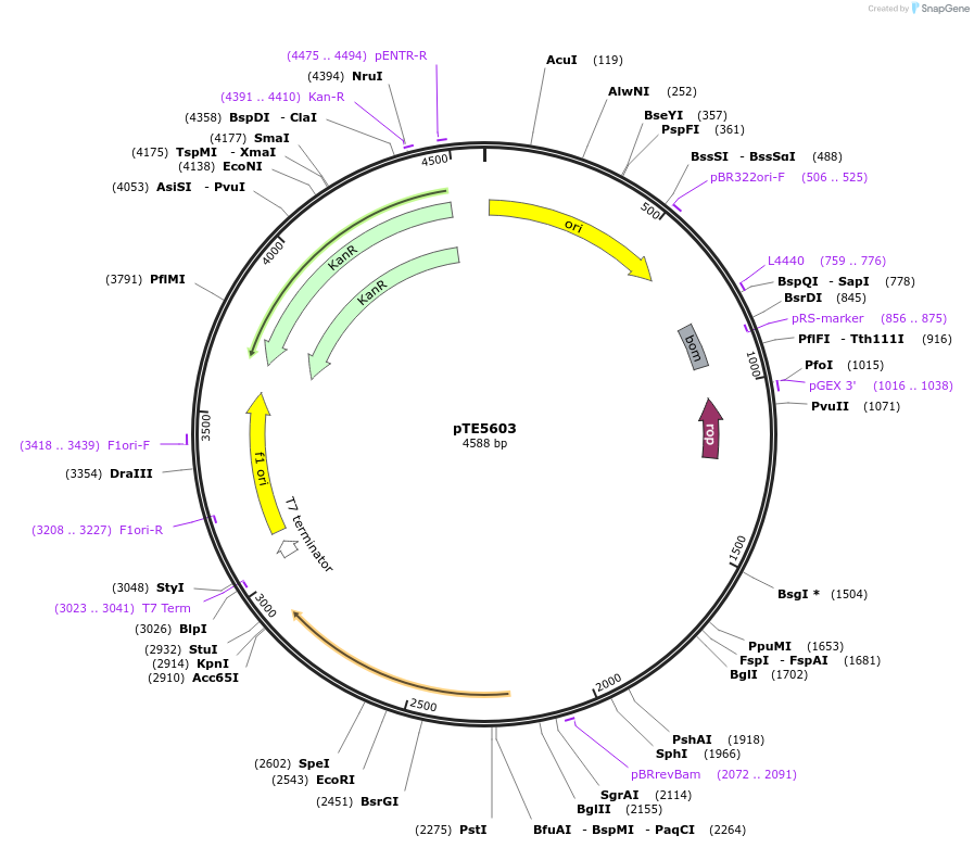 250511-plasmid-map-sequence-id-499122