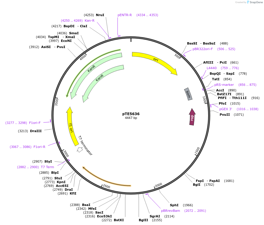 250518-plasmid-map-sequence-id-499123